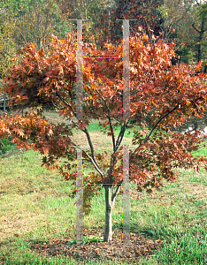 Picture of Acer palmatum 'Yugure'