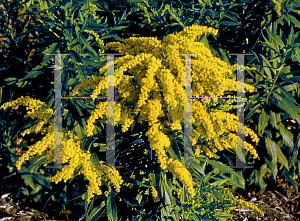 Picture of Solidago x 'Gold Baby'