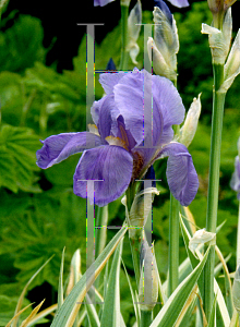 Picture of Iris pallida 'Alba-variegata'