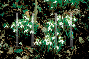 Picture of Galanthus nivalis 