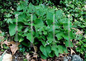 Picture of Brunnera macrophylla 