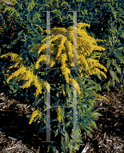 Picture of Solidago x 'Gold Baby'