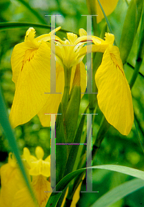 Picture of Iris pseudacorus 