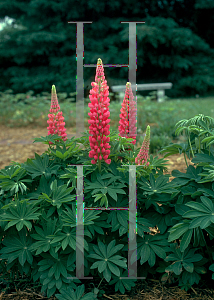 Picture of Lupinus polyphyllus 