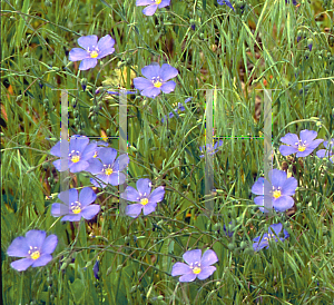 Picture of Linum perenne 