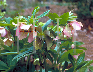 Picture of Helleborus orientalis 