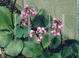Picture of Bergenia cordifolia 