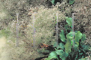 Picture of Limonium latifolium 