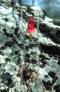 Picture of Aquilegia canadensis 