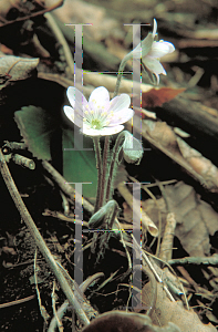Picture of Hepatica americana 