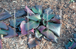 Picture of Bergenia cordifolia 'Rotblum'