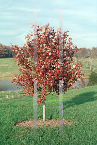 Picture of Acer rubrum 'October Glory'