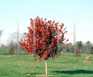 Picture of Acer rubrum 'October Glory'