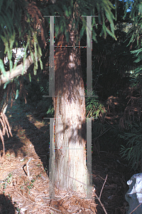 Picture of Cryptomeria japonica 