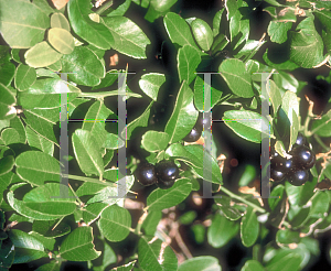 Picture of Severinia buxifolia 