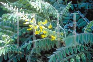 Picture of Sophora tomentosa 