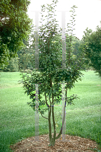 Picture of Sorbus alnifolia 