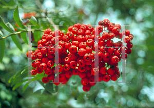 Picture of Sorbus aucuparia 'Michred(Cardinal Royal)'