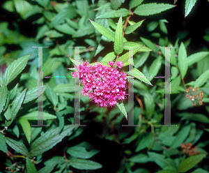 Picture of Spiraea japonica 'Anthony Waterer'