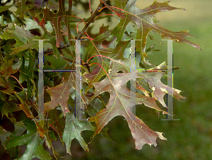 Picture of Quercus texana 
