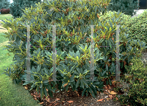 Picture of Rhododendron minus 