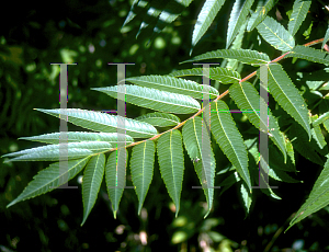 Picture of Rhus typhina 