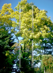 Picture of Robinia pseudoacacia 'Aurea'