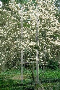 Picture of Magnolia x soulangiana 'Pristine'