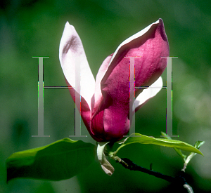 Picture of Magnolia x soulangiana 'Purple Prince'