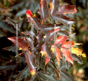 Picture of Mahonia aquifolium 'Compactum'