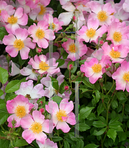 Picture of Rosa  'Chewground ( Oso Easy Fragrant Spreader)'