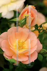 Picture of Rosa  'Horcoherent ( Oso Easy  Peachy Cream)'