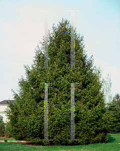 Picture of Picea obovata 