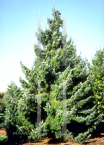Picture of Picea omorika 