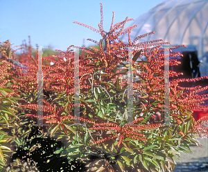 Picture of Pieris japonica 'Brouwer's Beauty'