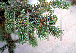 Picture of Pinus aristata 