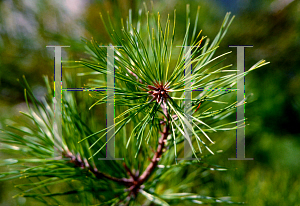 Picture of Pinus clausa 