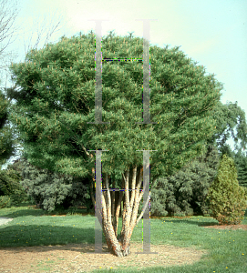 Picture of Pinus densiflora 'Umbraculifera'