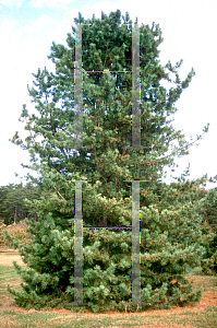 Picture of Pinus koraiensis 