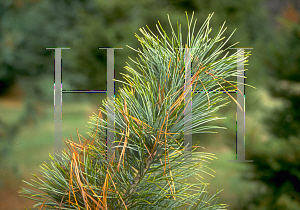 Picture of Pinus koraiensis 