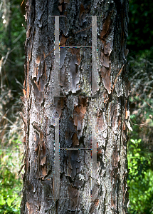 Picture of Pinus palustris 