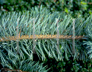 Picture of Pinus parviflora (Glauca Group) 'Glauca'