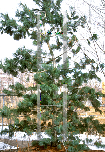 Picture of Pinus strobiformis 
