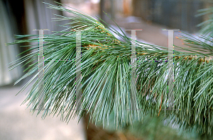 Picture of Pinus strobiformis 