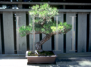 Picture of Pinus thunbergii 
