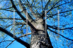 Picture of Pinus torreyana 