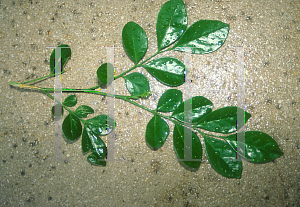 Picture of Murraya paniculata 