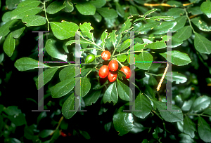 Picture of Murraya paniculata 