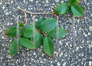 Picture of Myrciaria cauliflora 