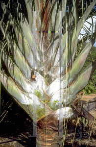 Picture of Neodypsis decaryi 